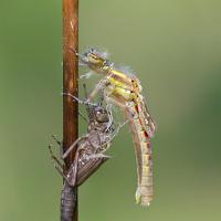 Emerging Large Red Damselfly 4 